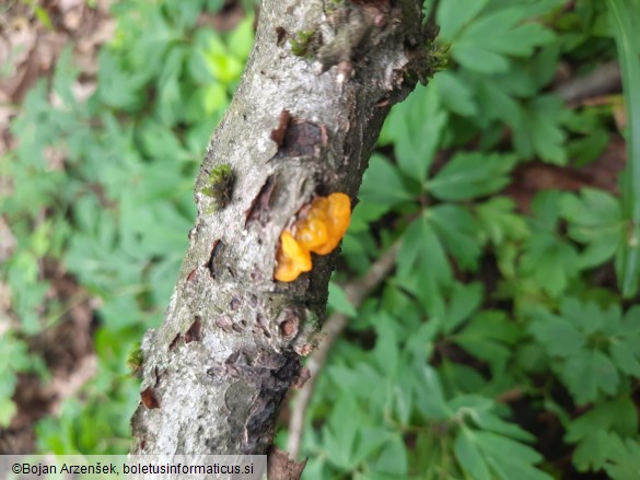 Tremella mesenterica