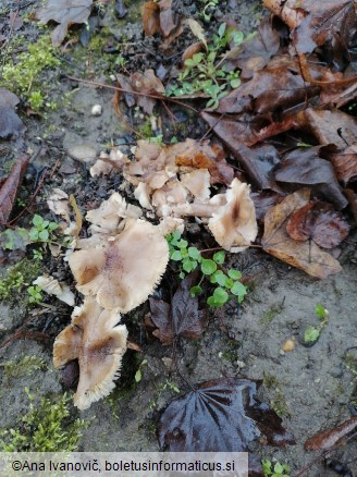 Tricholoma scalpturatum