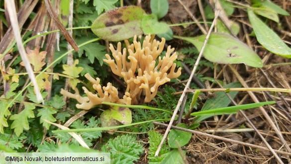 Clavulinopsis corniculata