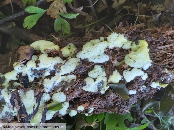 Ceratiomyxa porioides