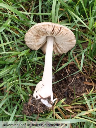 Volvariella gloiocephala