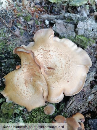 Lentinellus cochleatus