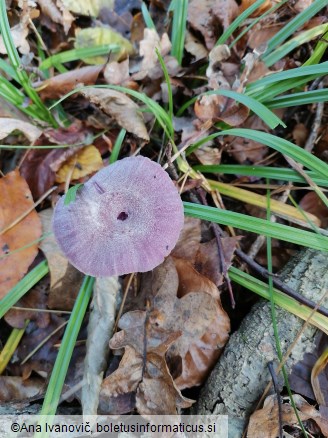 Laccaria amethystina