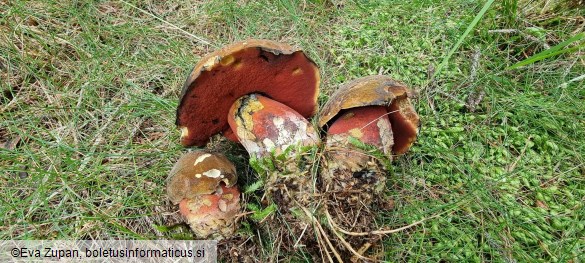 Neoboletus praestigiator