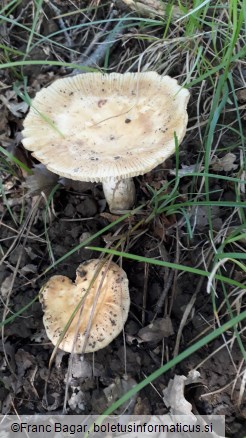 Russula foetens