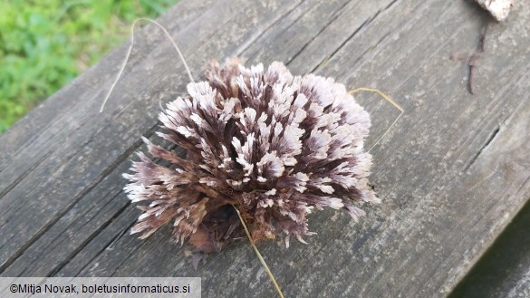 Thelephora anthocephala