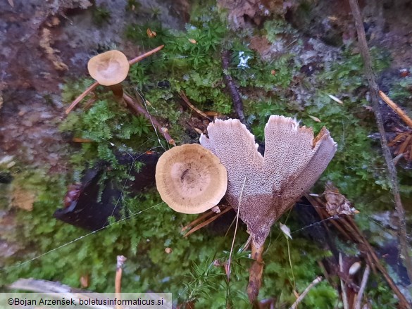 Coltricia perennis
