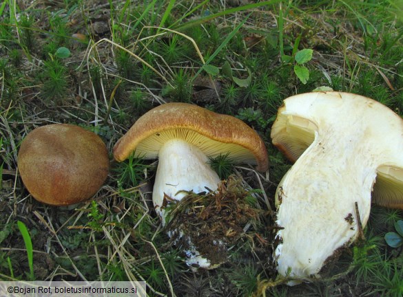 Cortinarius crassus