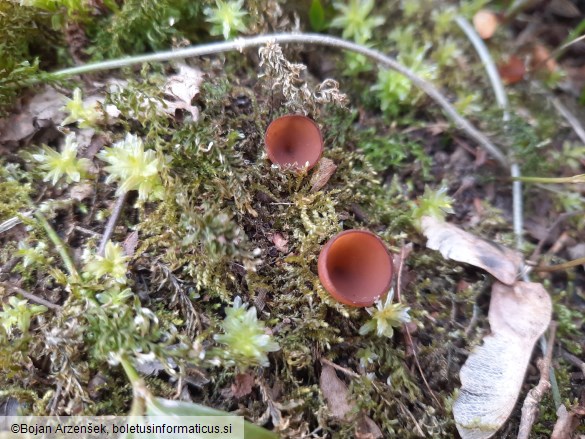 Dumontinia tuberosa