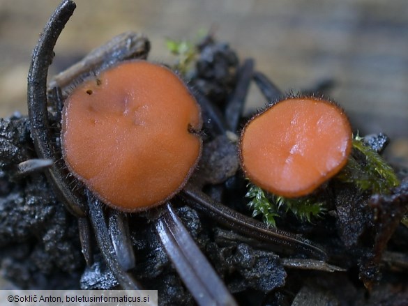 Scutellinia vitreola