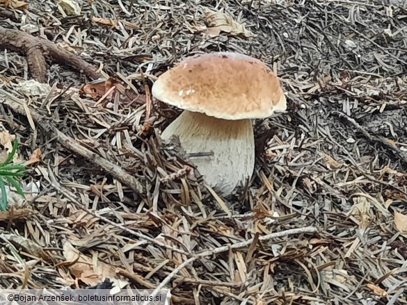 Boletus edulis