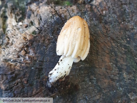 Coprinellus ellisii