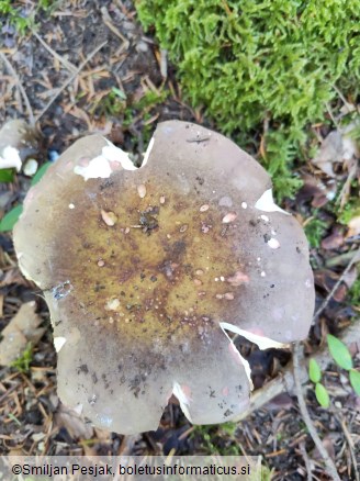 Russula olivacea