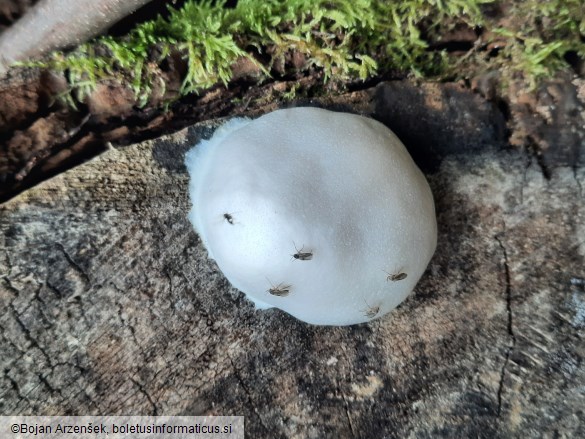 Reticularia lycoperdon