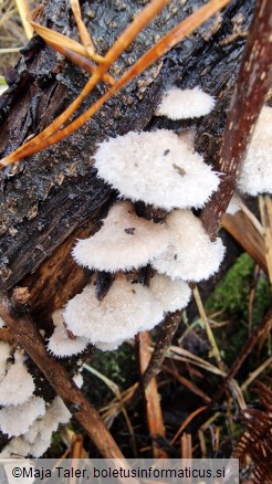 Schizophyllum commune