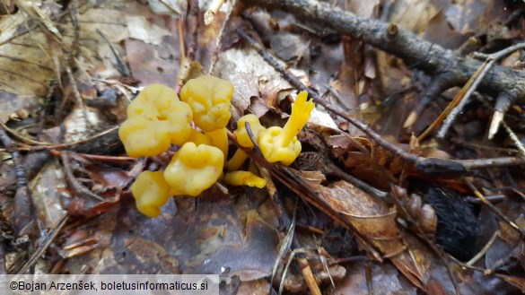 Leotia lubrica