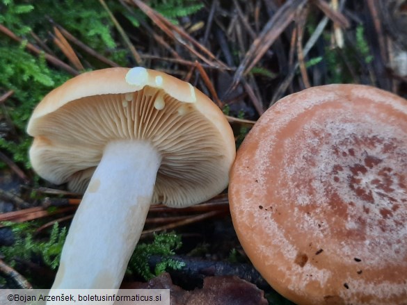 Lactarius chrysorrheus