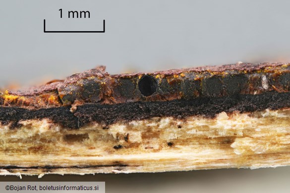 Hypoxylon petriniae