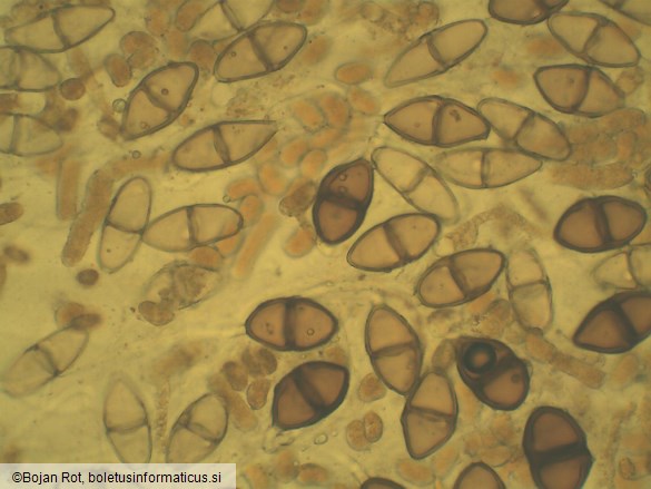 Gymnosporangium sabinae
