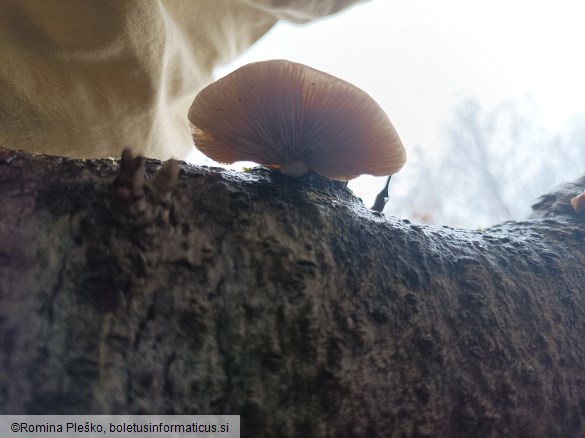 Crepidotus mollis var. calolepis