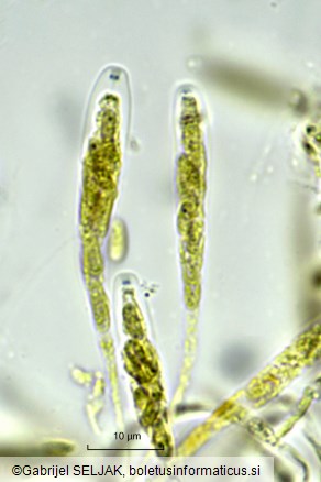 Eutypa spinosa