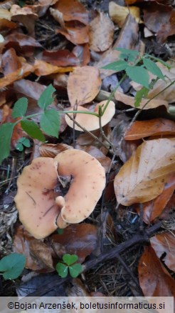 Paralepista flaccida