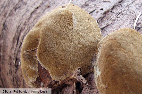 Phellinus pomaceus