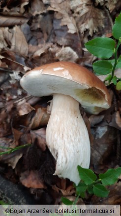 Boletus edulis