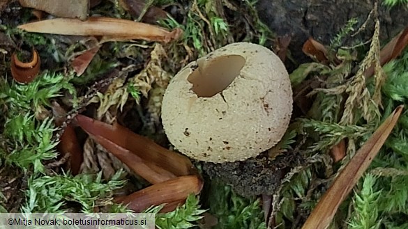 Tarzetta catinus