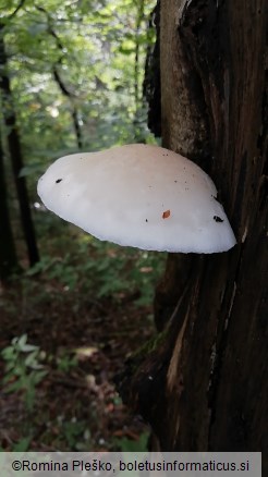 Pleurotus dryinus