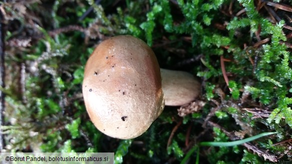 Paxillus involutus