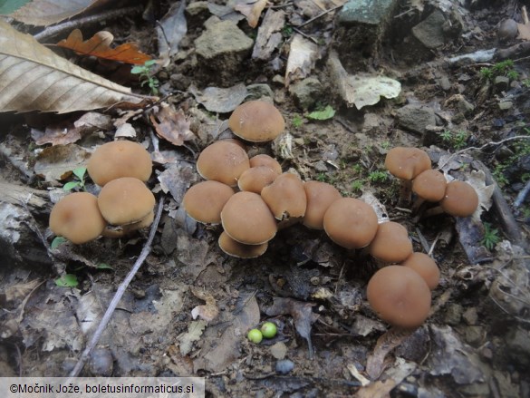 Psathyrella piluliformis