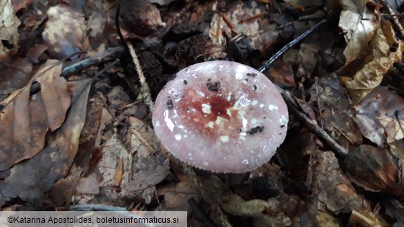 Russula fragilis