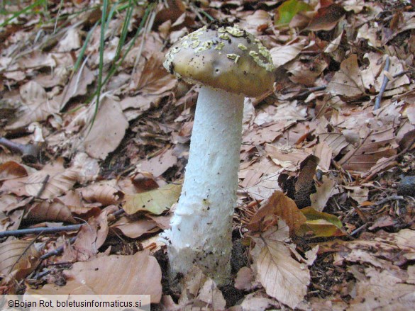 Amanita franchetii