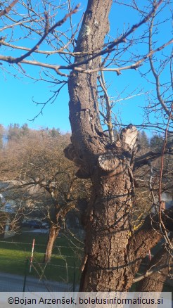 Phellinus pomaceus