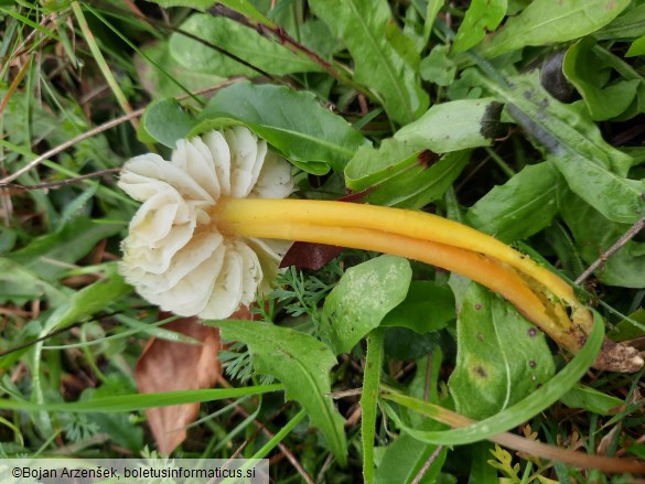 Hygrocybe citrinovirens