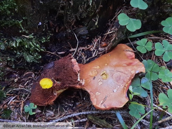 Chalciporus piperatus