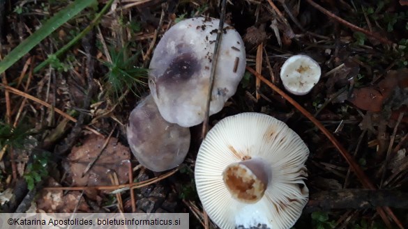 Russula amoenicolor