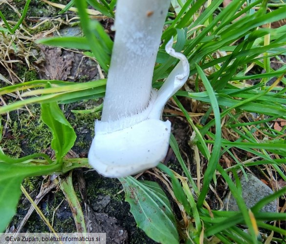 Amanita huijsmanii