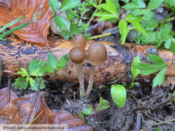 Psathyrella prona