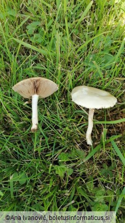 Agrocybe dura