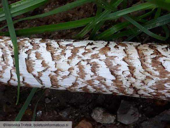 Amanita subalpina