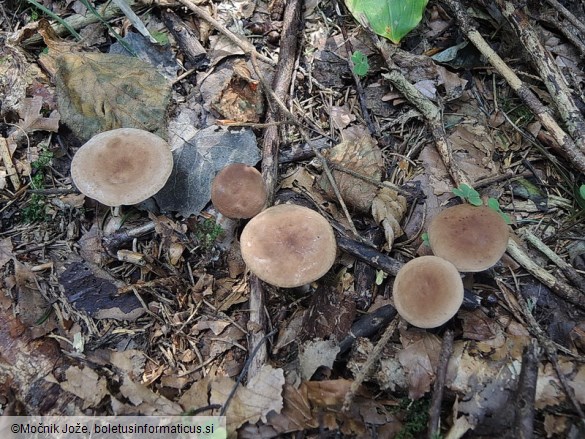 Lactarius subdulcis