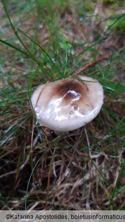 Hygrophorus olivaceoalbus