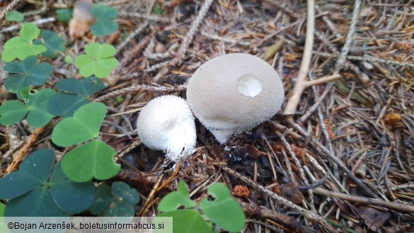 Lycoperdon molle