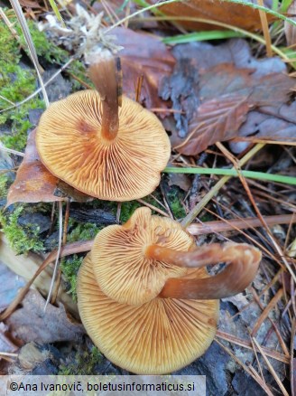 Pholiota spumosa