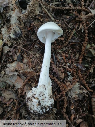 Amanita virosa