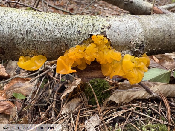 Tremella mesenterica