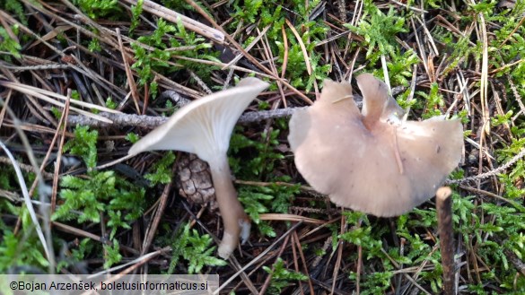 Ampulloclitocybe clavipes