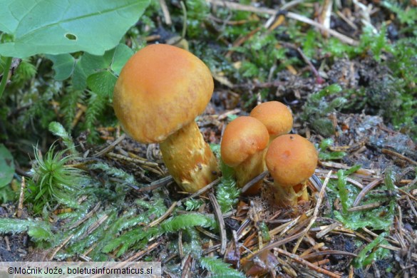 Cortinarius limonius